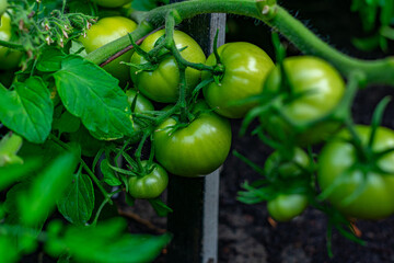 plantação de tomates com galho cheio de  tomates verdes na horta