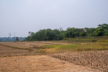 View of rice fields after harvest on agricultural land in Purwakarta, Indonesia. Blue sky background 