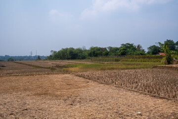 View of rice fields after harvest on agricultural land in Purwakarta, Indonesia. Blue sky background 