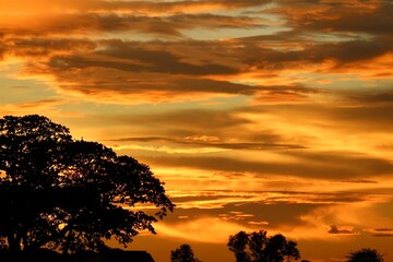 sunset in the forest