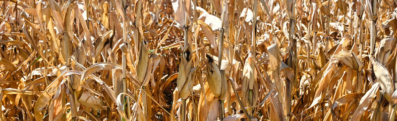 dry corn plants in the field, sunny day