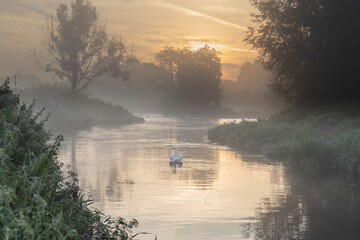 Early morning with sunrising over a tranquil river that has one prominent swan in the centre and...