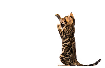 striped bengal cat stands on two legs on a white background