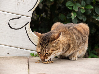 Obraz premium Various poses of Hou Tong's cats