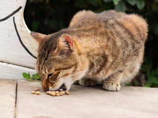 Various poses of Hou Tong's cats