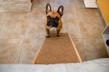 French bulldog climbing the ramp to the bed. Safe for back health in a small dog.