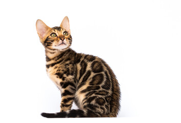 Fototapeta premium tabby bengal cat looking at white background