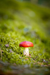a close up of a small mushroom with red hat. beautiful nature background