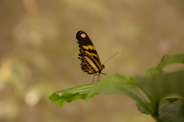 papillon