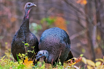 Wild Turkeys Foraging for Food
