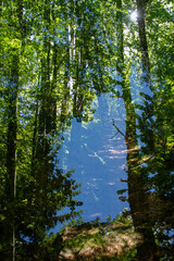 Obraz premium Abstract forest overlay footage in one frame