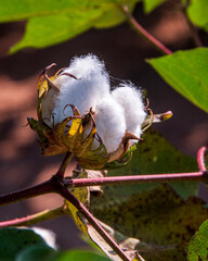 Cotton Fiber Emerging from Boll