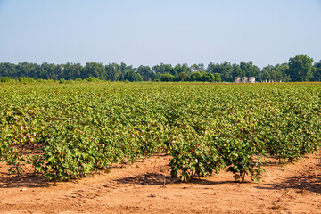 Fototapeta na wymiar Cotton Growing in North Louisiana