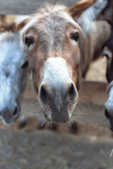 Fototapeta premium Trip to a donkey farm