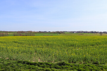 View of an agriculturally used field with green grass.