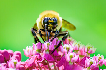 A bee on a pink flower.  A dreamy and painterly style of a bee doing what bees do...being busy collecting nectar from flowers in our yard in Windsor in Upstate NY.