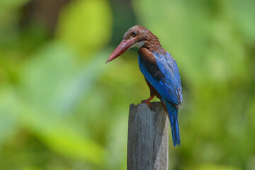 Close up photo of a white throated kingfisher (Halcyon smyrnensis)