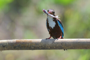 White throated kingfisher (Halcyon smyrnensis) with its prey
