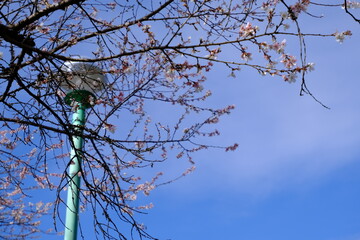 冬の桜