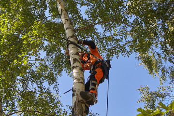 Tree Surgeon. Tree removal, Birch removal.