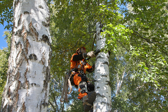 Tree Surgeon. Tree removal, Birch removal.