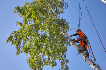 Tree surgeon. Working with a chainsaw. Sawing wood with a chainsaw.