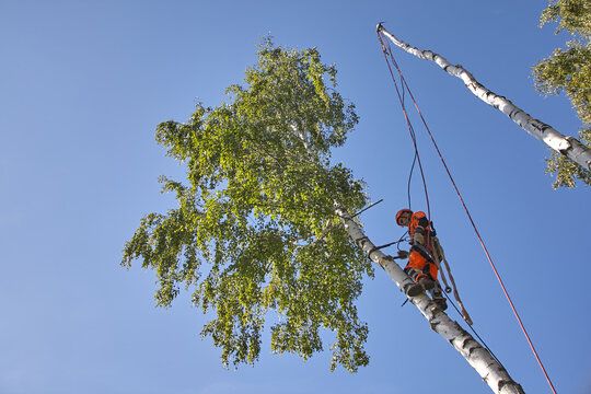 Tree surgeon. Working with a chainsaw. Sawing wood with a chainsaw.