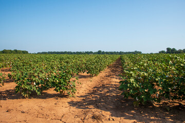 Fototapeta na wymiar Maturing Cotton Plants in North Louisiana