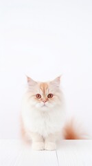 orange and white long haired cat
