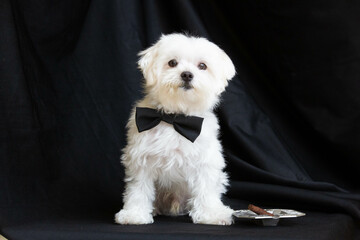 Maltese dog