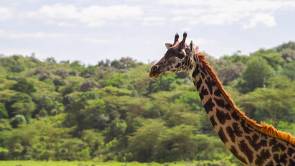 Obraz premium Giraffe in the wild nature