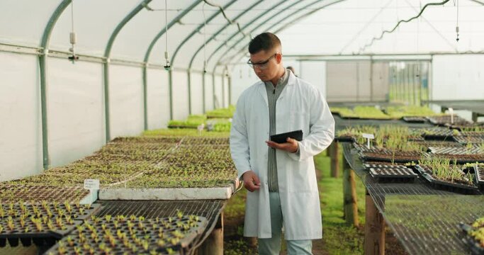 Plant, tablet and walking scientist man doing eco garden research, greenhouse farm inspection or agro production investigation. Agriculture development, tech or agronomist typing growth results