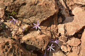 Lilac crocus flowers with yellow stamens hiding between rocks in the rocks on the Golan Heights