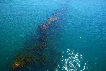 Beautiful algae in the deep blue water