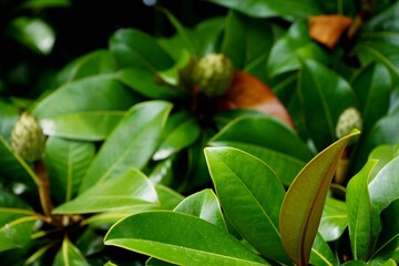 Tropical green plant with colorful leaves