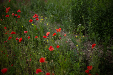 Red poppy flowers in a poppy field