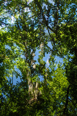 Fototapeta premium Abstract forest overlay footage in one frame