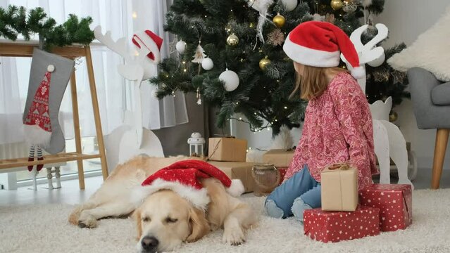 Little girl packing new year presents while sitting on floor next to resting golden retriever dog in santa hats under decorated christmas tree