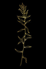 Hand drawn of wild herb. Golden plant drawing. Sketch style botanical vector illustration on black