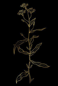 Hand drawn of wild herb. Golden plant drawing. Sketch style botanical vector illustration on black