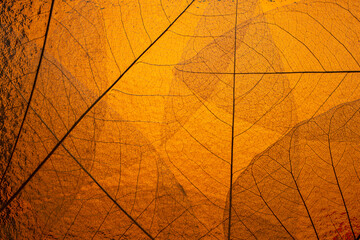 Naklejka na ściany i meble Close up of fiber structure of dry leaves texture background. Cell patterns of Skeletons leaves, Leaf vein on orange brown background for creative banner design