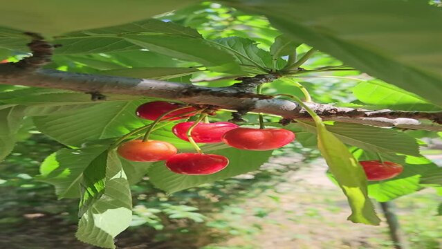 Sunlit cherry berries hanging on a branch, close-up