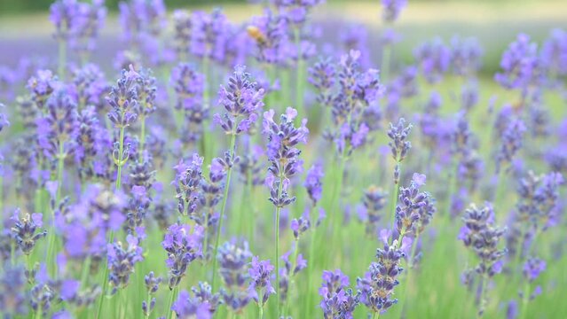 Lavender in the field. FLOWERING LAVENDER BUSHES IN A WARM SUMMER DAY. High quality footage