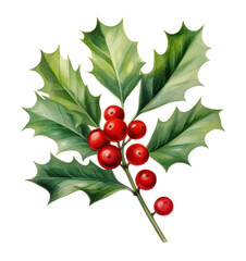 Fototapeta premium Watercolor holly bud