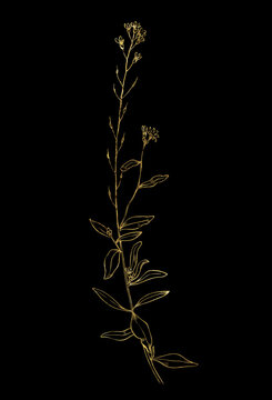 Hand drawn of wild herb. Golden plant drawing. Sketch style botanical vector illustration on black