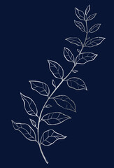 Hand drawn of wild herb. Silver plant drawing. Sketch style botanical vector illustration on dark blue