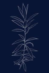 Hand drawn of wild herb. Silver plant drawing. Sketch style botanical vector illustration on dark blue