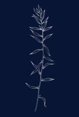 Hand drawn of wild herb. Silver plant drawing. Sketch style botanical vector illustration on dark blue