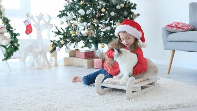 Beautiful child girl brushing ragdoll cat on sled in Christmas time at home. Pretty kid with feline pet in New Year decorated room with tree