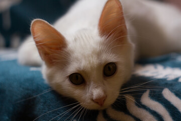 cat staring into the lens sleeping white kitten